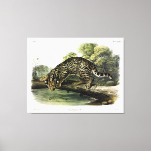 Ozelot, Leopard-Cat (Leopardus pardalis) - Audubon Leinwanddruck
