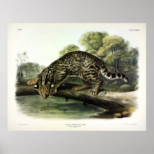 Ozelot, Leopard-Cat (Leopardus pardalis) - Audubon Poster