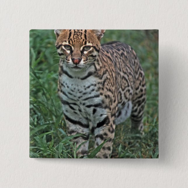 Ozelot (Leopardus pardalis) Mittelamerika Button (Vorderseite)