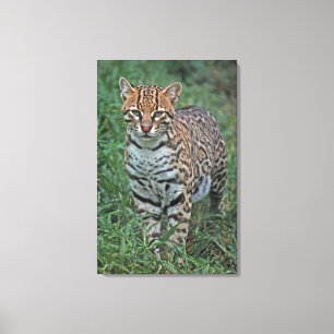 Ozelot (Leopardus pardalis) Mittelamerika Leinwanddruck