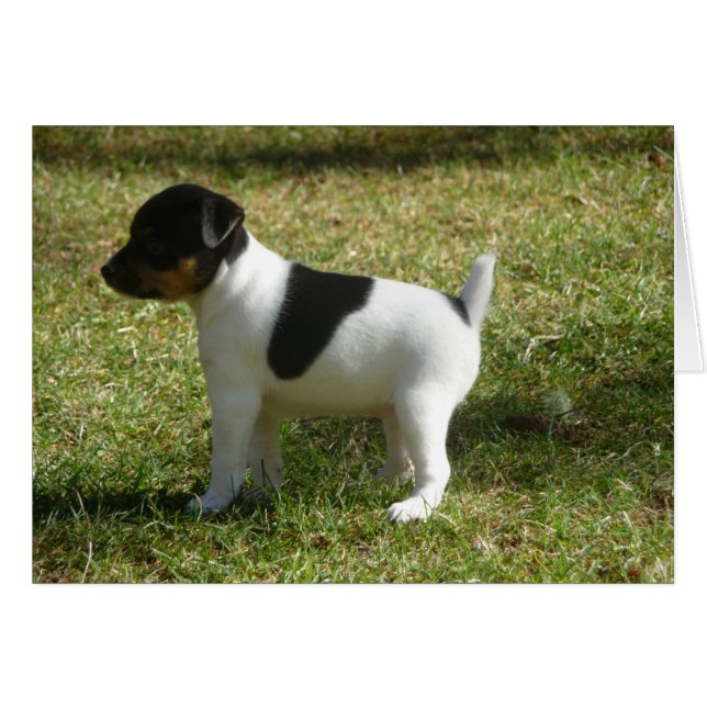 P1010024 Rat Terrier Welpe (Vorderseite (Horizontal))
