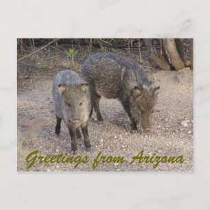 P1010080, Grüße aus Arizona Postkarte
