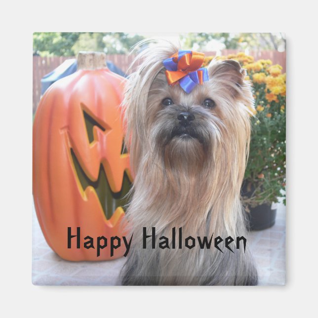 P1080884, gutes Halloween Magnet (Vorne)