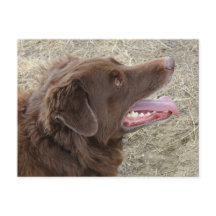 P4 Flatlandersam Profil