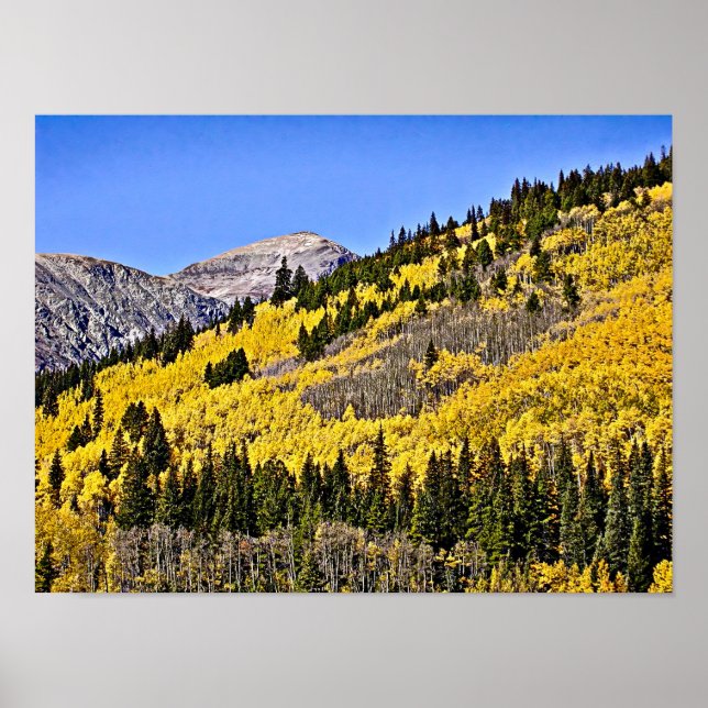 P9270030 - Hill of Golden Aspen Poster (Vorne)