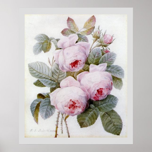 P.J. Redoute Bourbon Rose Poster (Vorne)