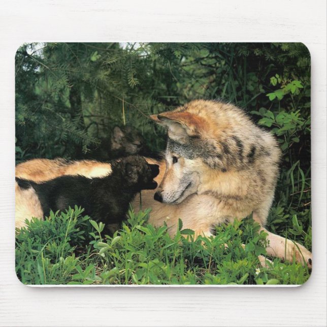 p-Wolves_Bay_Street_Cal2001 Mousepad (Vorne)