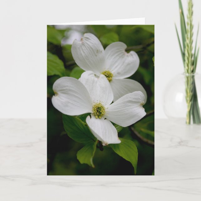 PA-Wildblumen - Dogwood-Notecard Karte (Vorderseite)