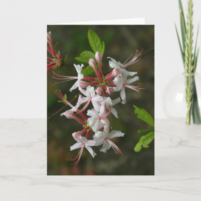 PA Wildblumen - Wildazalea Notecard Karte (Vorderseite)