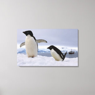 Paar Adelie-Pinguine Antarktika Leinwanddruck