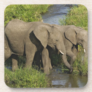 Paar afrikanischer Elefanten Masai Mara Getränkeuntersetzer