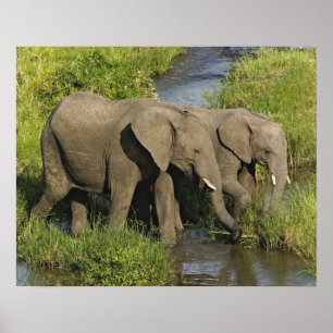 Paar afrikanischer Elefanten Masai Mara Poster