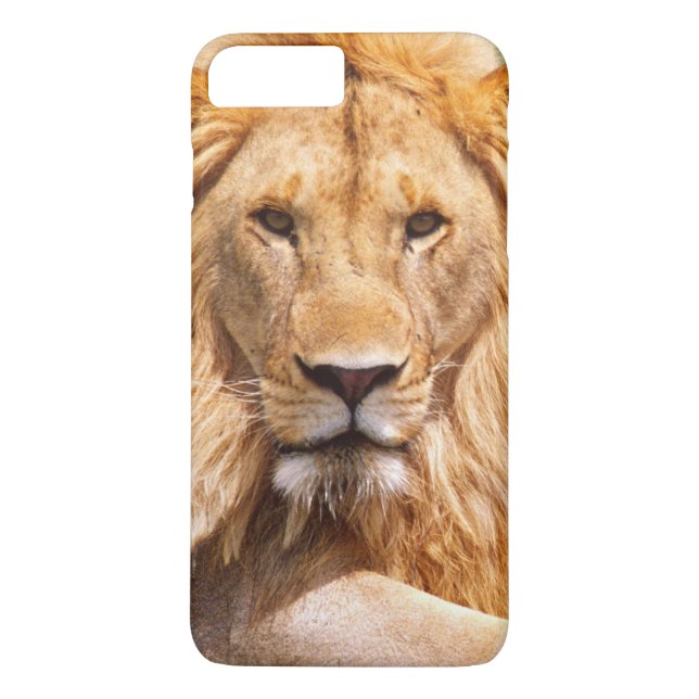 Paar Afrikanischer Löwen, Panthera leo, Tansania Case-Mate iPhone Hülle (Rückseite)