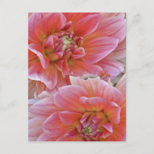 Paar Dahlienblüten, Dahlia spp. , Postkarte