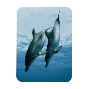 Paar Delphine Magnet