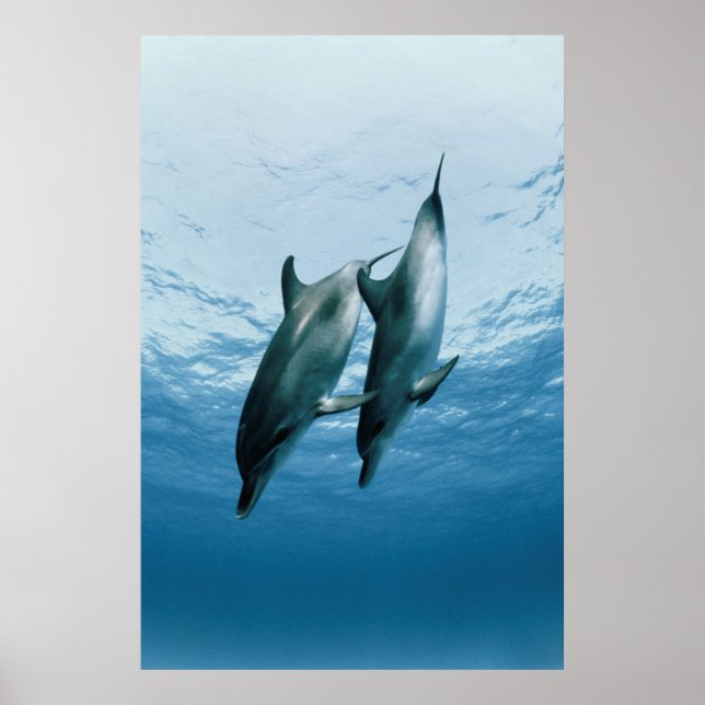 Paar Delphine Poster (Vorne)