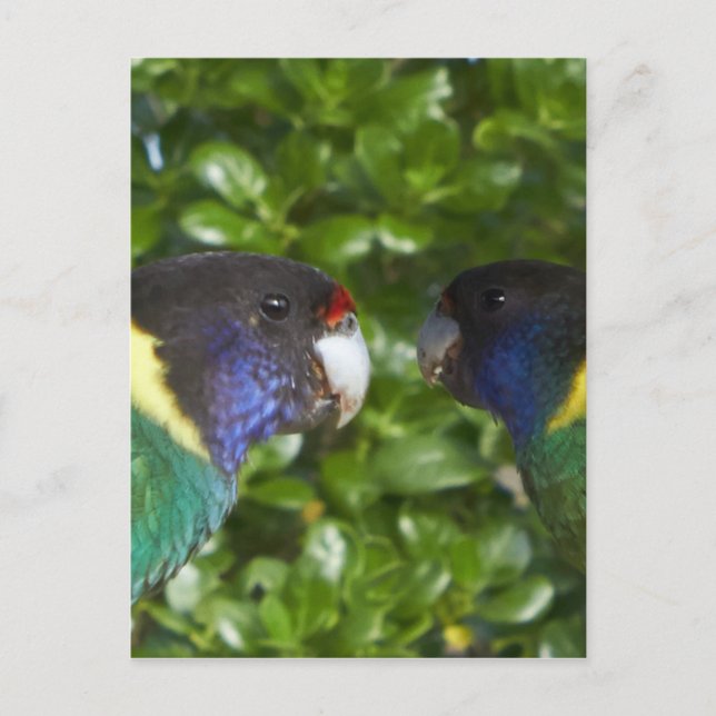 Paar der 28-er Cocky Postkarte (Vorderseite)