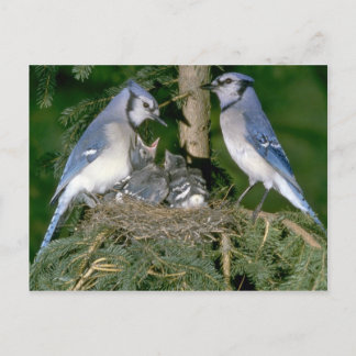 Paar der blauen Jay mit jungen Postkarte