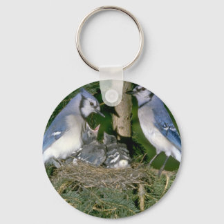 Paar der blauen Jay mit jungen Schlüsselanhänger