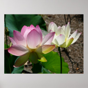 Paar der Lotus-Blume I Poster
