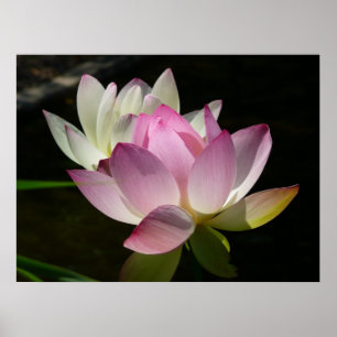 Paar der Lotus-Blume II Poster