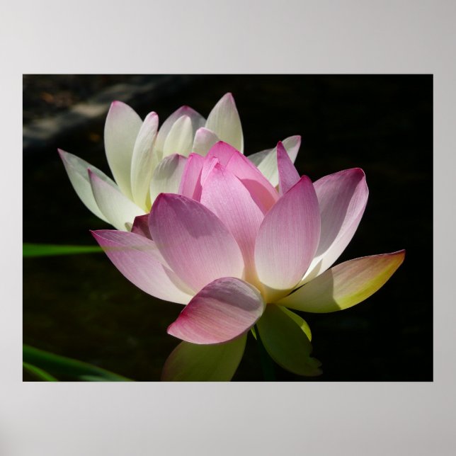 Paar der Lotus-Blume II Poster (Vorne)
