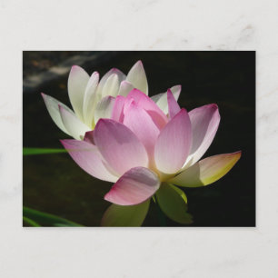 Paar der Lotus-Blume II Postkarte