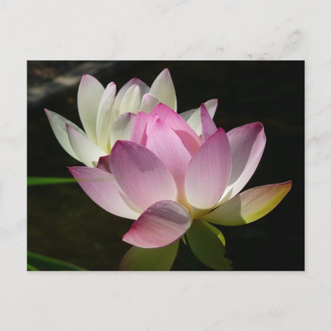 Paar der Lotus-Blume II Postkarte (Vorderseite)