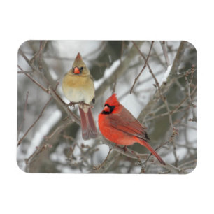 Paar der nördlichen Kardinäle Magnet