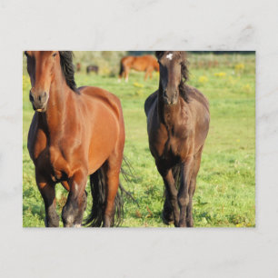 Paar der Organe Postkarte