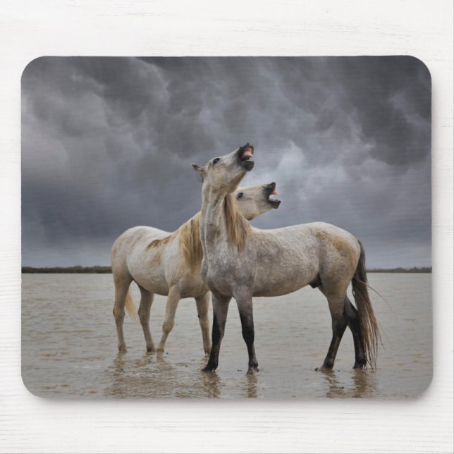 Paar der Pferdeställe von Camargue, Südfrankreich Mousepad (Vorne)