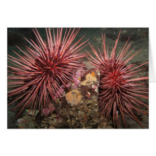 Paar der Riesenroten Seen Urchins