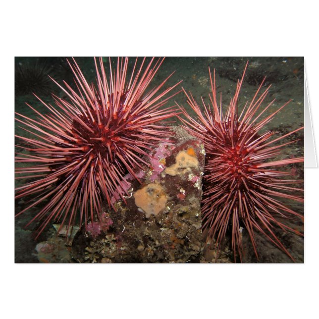 Paar der Riesenroten Seen Urchins (Vorderseite (Horizontal))