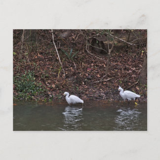 Paar der Snowy Egrets auf der Jagd Postkarte