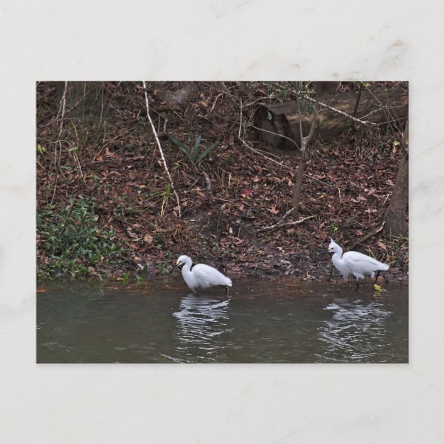 Paar der Snowy Egrets auf der Jagd Postkarte (Vorderseite)