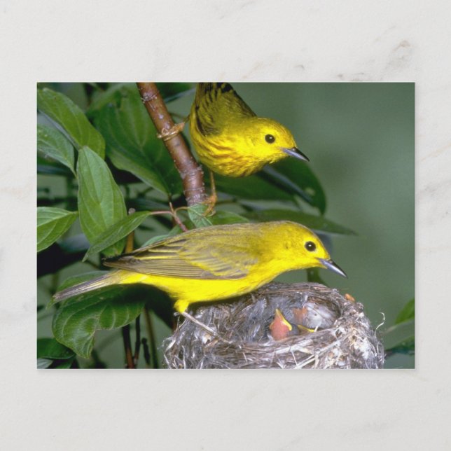 Paar gelbe Warbler mit jungen Postkarte (Vorderseite)