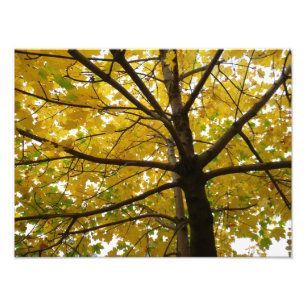 Paar gelber Ahornbäume Herbst Natur Fotodruck