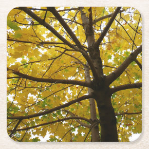 Paar gelber Ahornbäume Herbst Natur Rechteckiger Pappuntersetzer