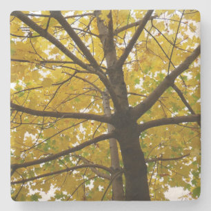 Paar gelber Ahornbäume Herbst Natur Steinuntersetzer
