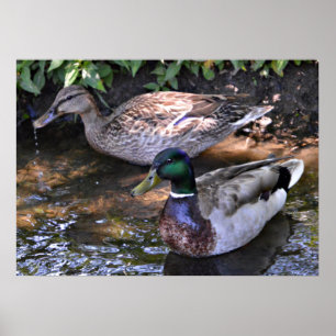 Paar gematchter Mallards Poster