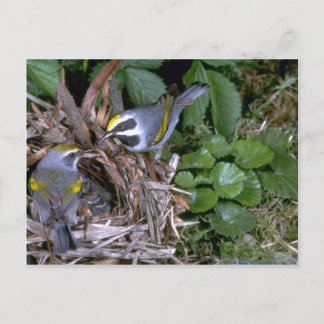 Paar goldgeflügelten Warblers mit Nest Postkarte
