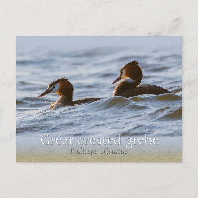 Paar großartiger Grieben CC0757 Postkarte (Vorderseite)