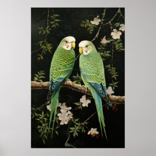 Paar grüne Budgerigars Poster