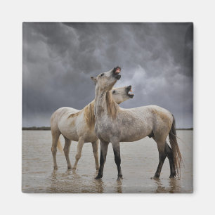 Paar Hengste des Camargue-Pferdes, Südfrankreich Magnet