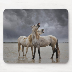 Paar Hengste des Camargue-Pferdes, Südfrankreich Mousepad