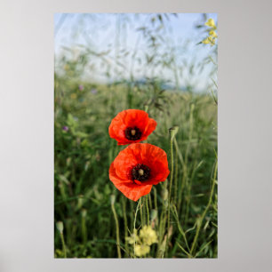 Paar Klatschmohn Poster