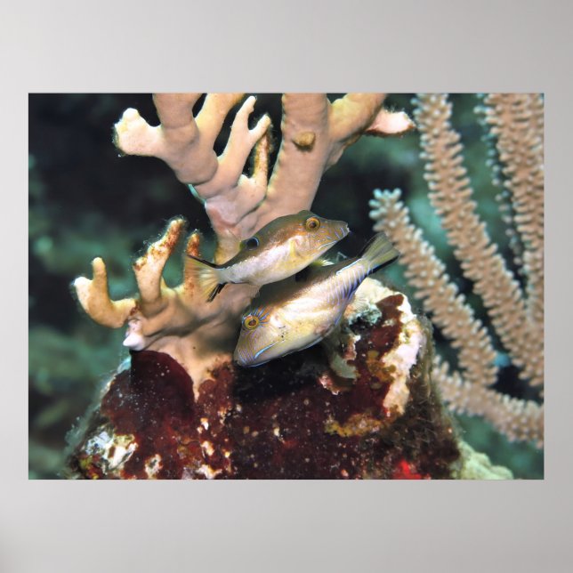 Paar kleine Puffers Poster (Vorne)