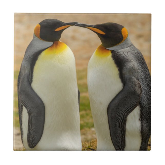 Paar König Pinguine, Falklands Fliese (Vorderseite)