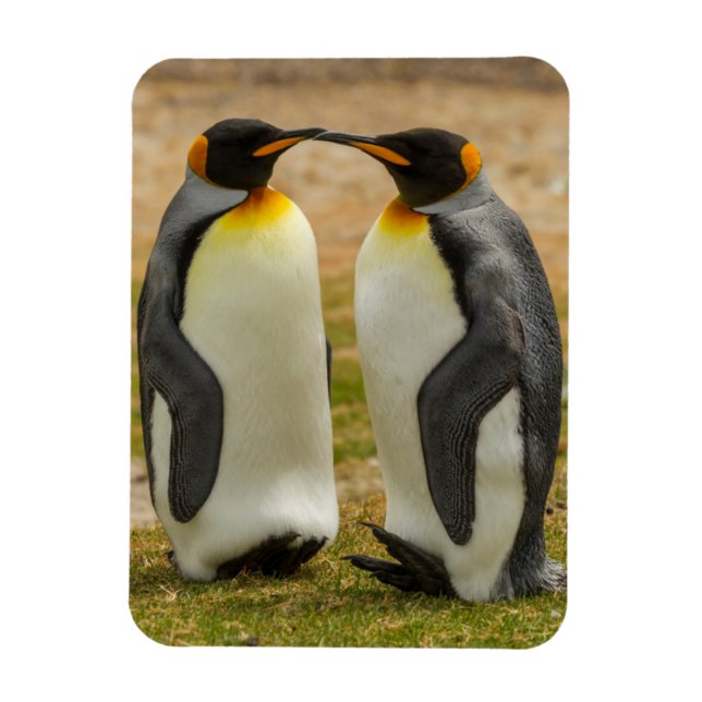 Paar König Pinguine, Falklands Magnet (Vertikal)