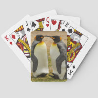 Paar König Pinguine, Falklands